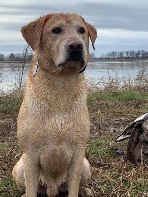 Hat Creek's Gunslinger | Yellow Labrador Retriver