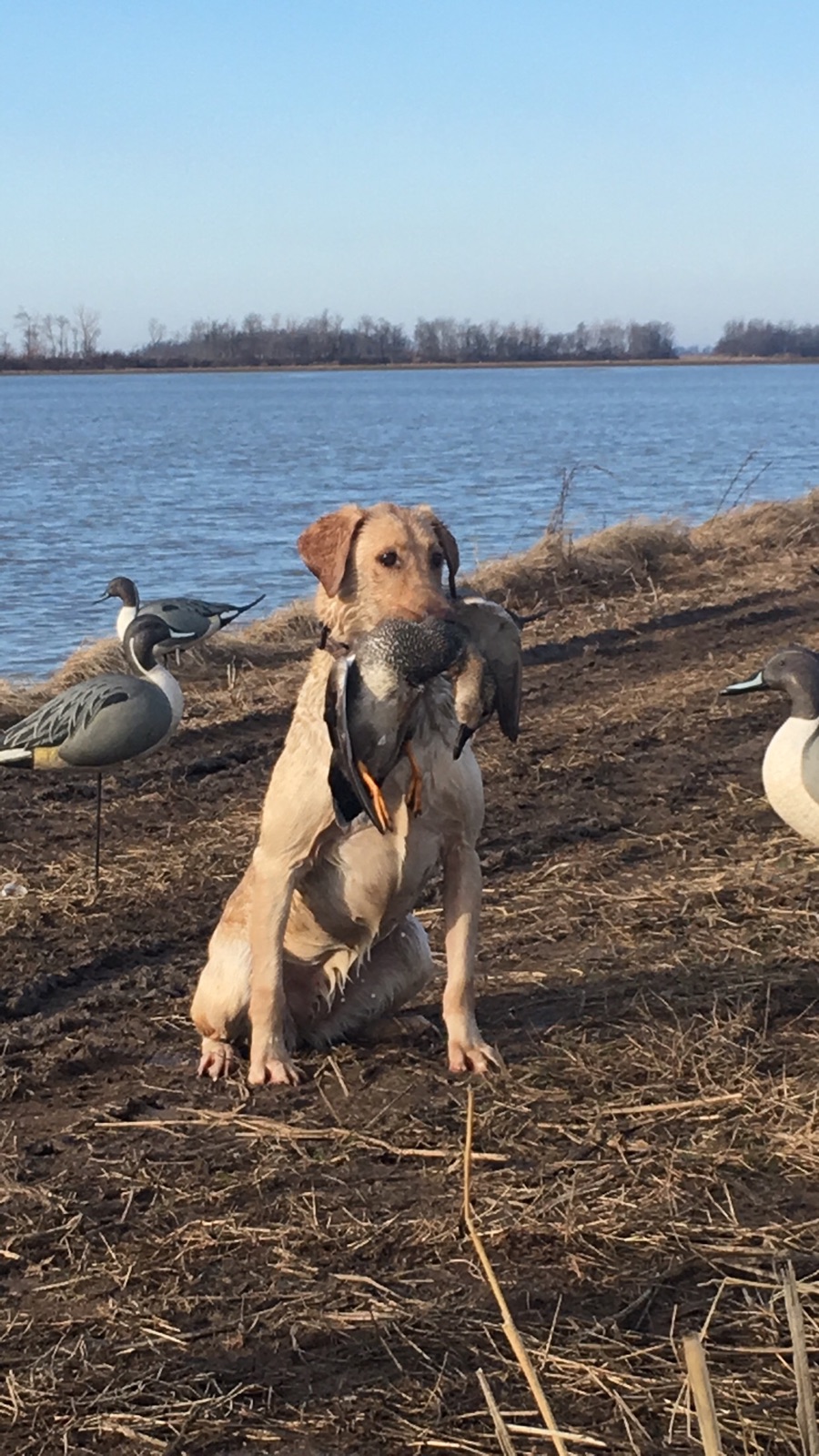 HRCH Pow's Hard Buns Marlie | Yellow Labrador Retriver