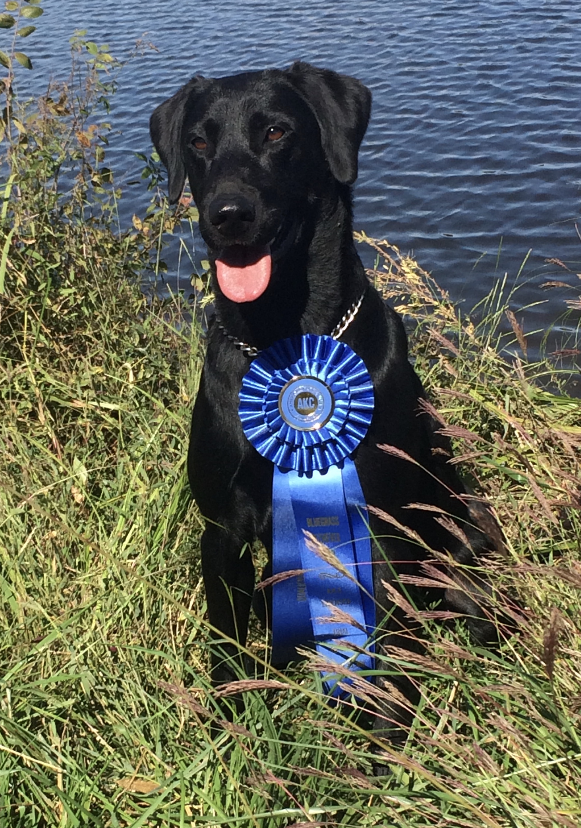 Troublesome Fowl Fantasies NDL QAA | Black Labrador Retriver