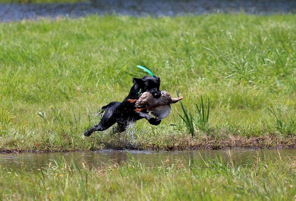 Warren-Hill's Celtic Legacy QAA | Black Labrador Retriver