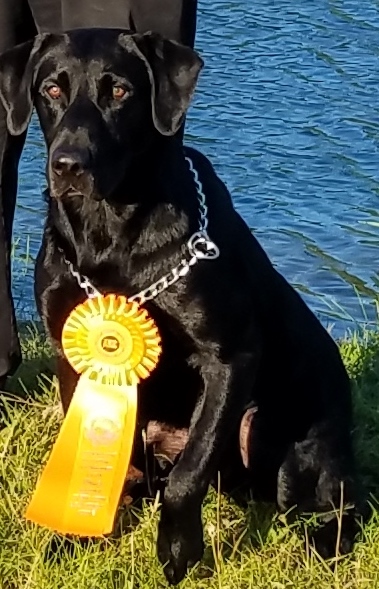 Warren-Hill's Celtic Troubadour MH, QAA | Black Labrador Retriver