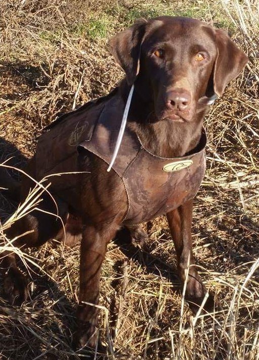 HRCH Rippin' Oklahoma Blue Chip MH | Chocolate Labrador Retriver