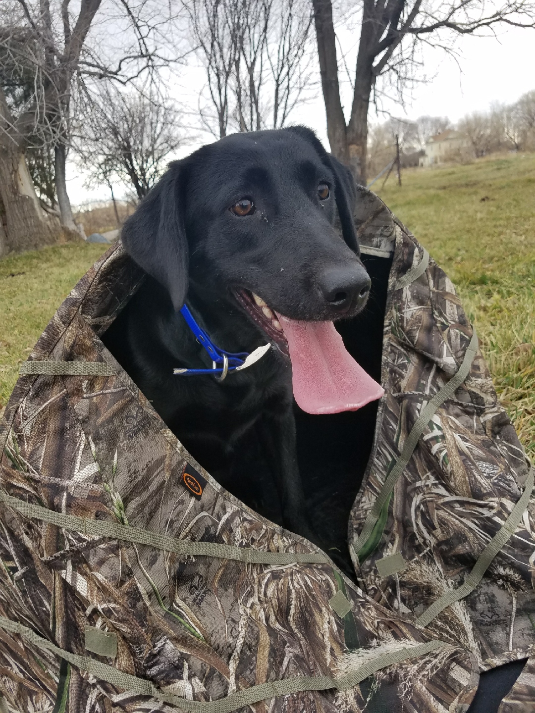 KB's Right On Target | Black Labrador Retriver