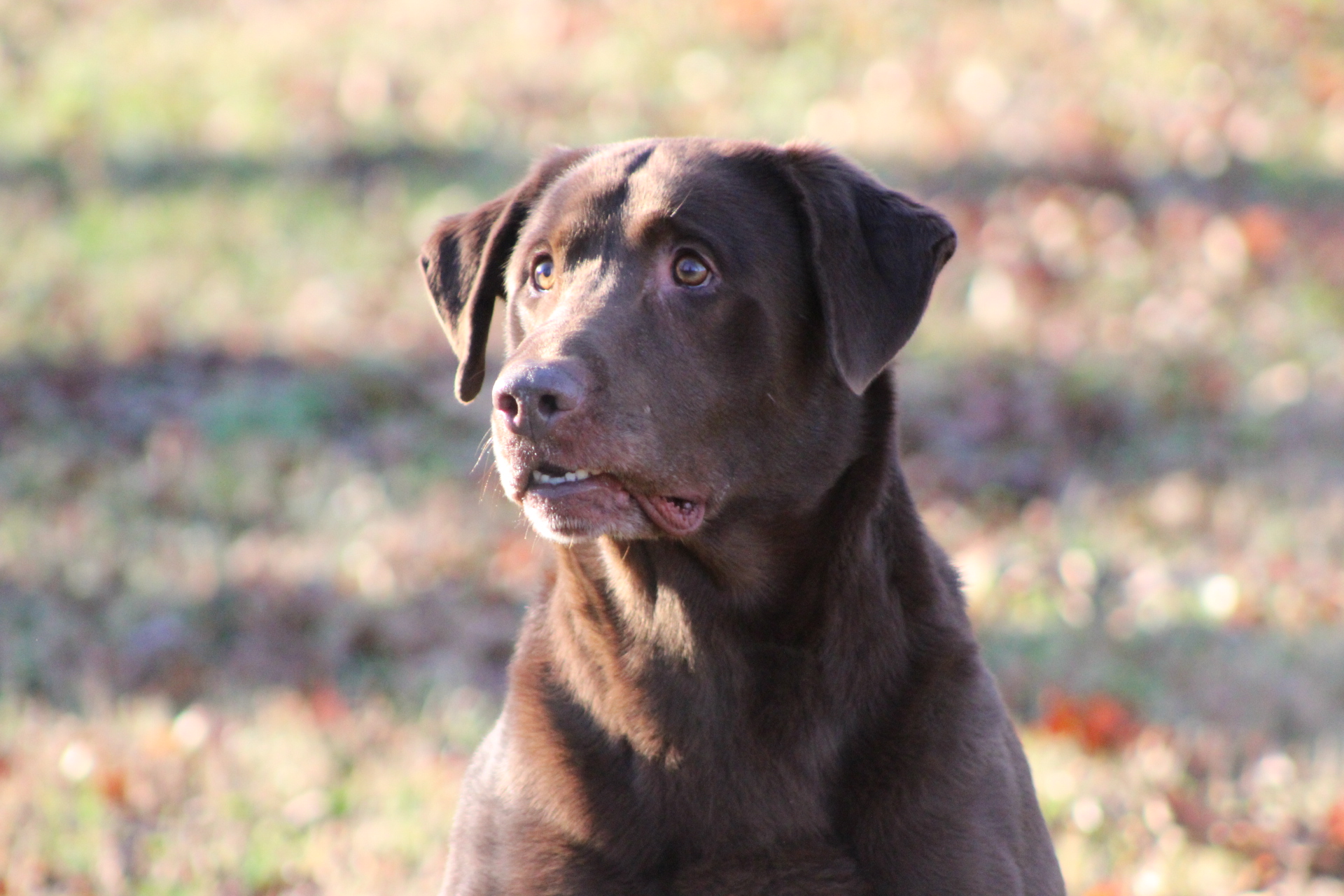 Woodstream's Rippin Kokamo  MH | Chocolate Labrador Retriver