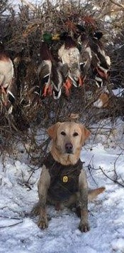 HRCH DuckDawg's Lethal Ricochet | Yellow Labrador Retriver