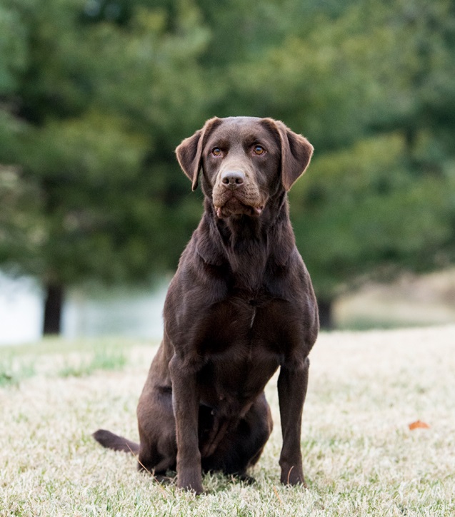 HR Owasco Valleys Blazin Red Hot Chili Roux | Chocolate Labrador Retriver