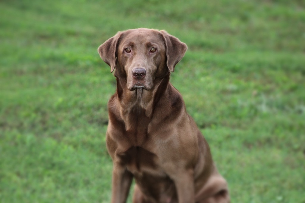 Woodstream's Lovin Abby MH | Chocolate Labrador Retriver