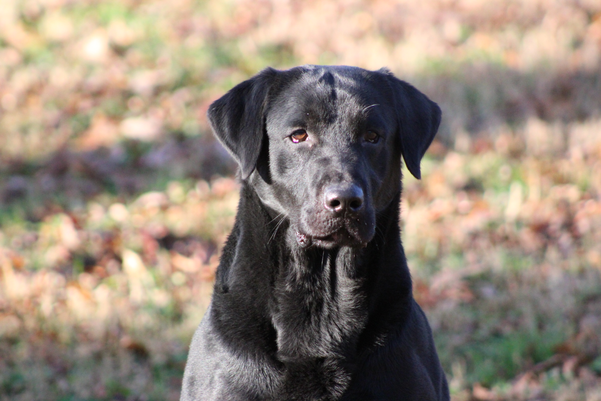 Woodstream's Captain Jack SH | Black Labrador Retriver