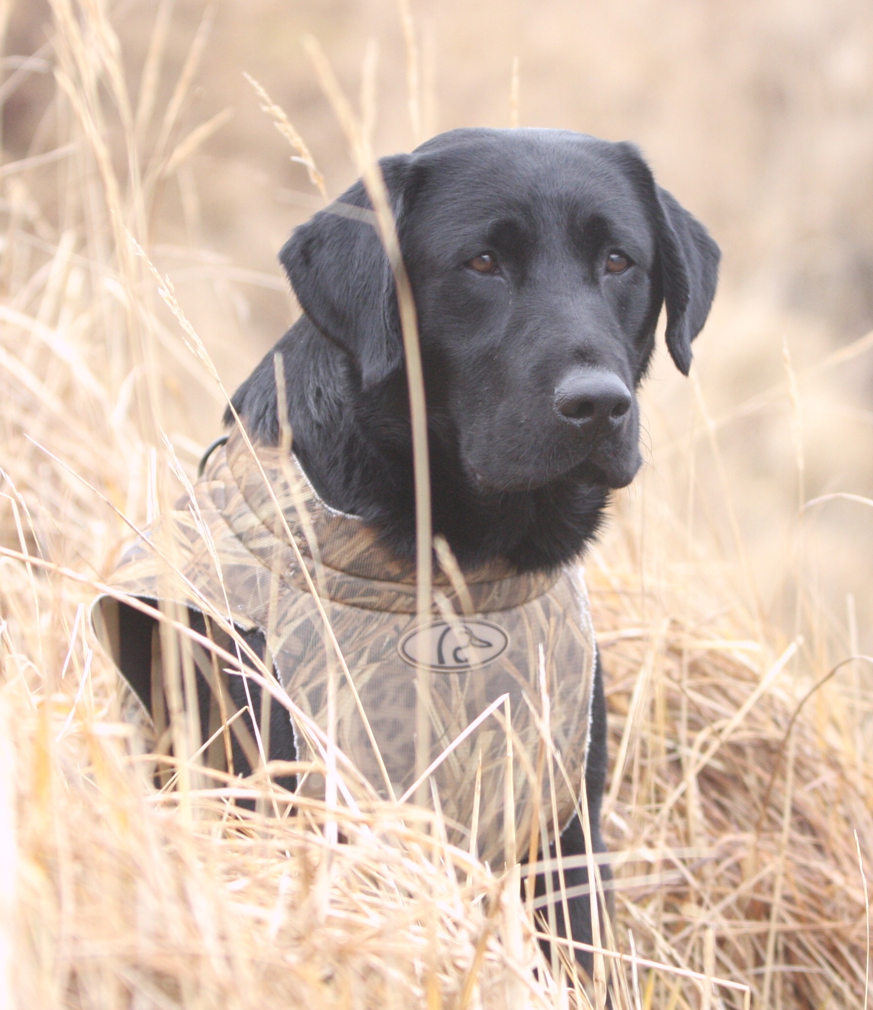 GRHRCH Costa's Signature Blend MH30 | Black Labrador Retriver