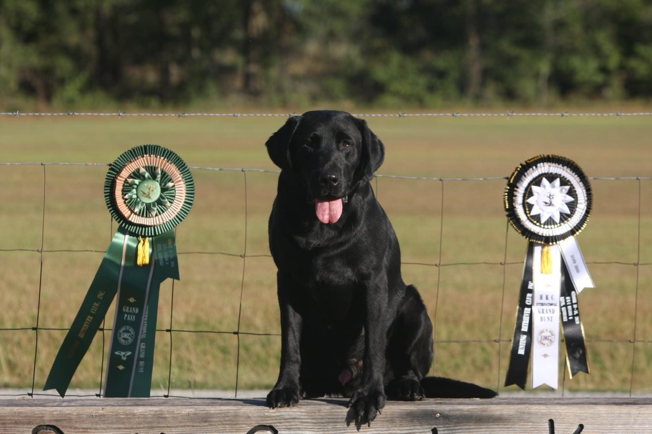 GRHRCH Costa's Signature Blend MH30 | Black Labrador Retriver