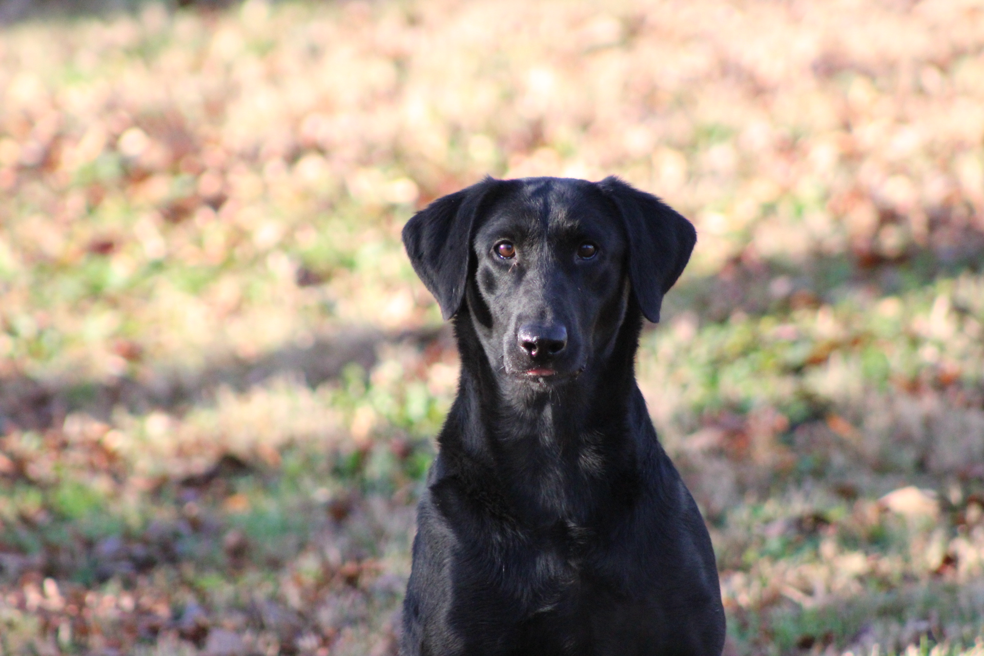 Woodstream's Put On The Red Light SH | Black Labrador Retriver