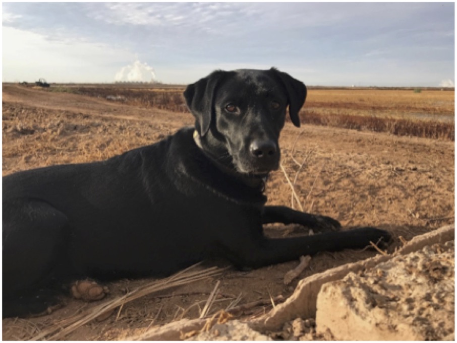 MHR HRCH Applewoods Seek'N The High MH | Black Labrador Retriver