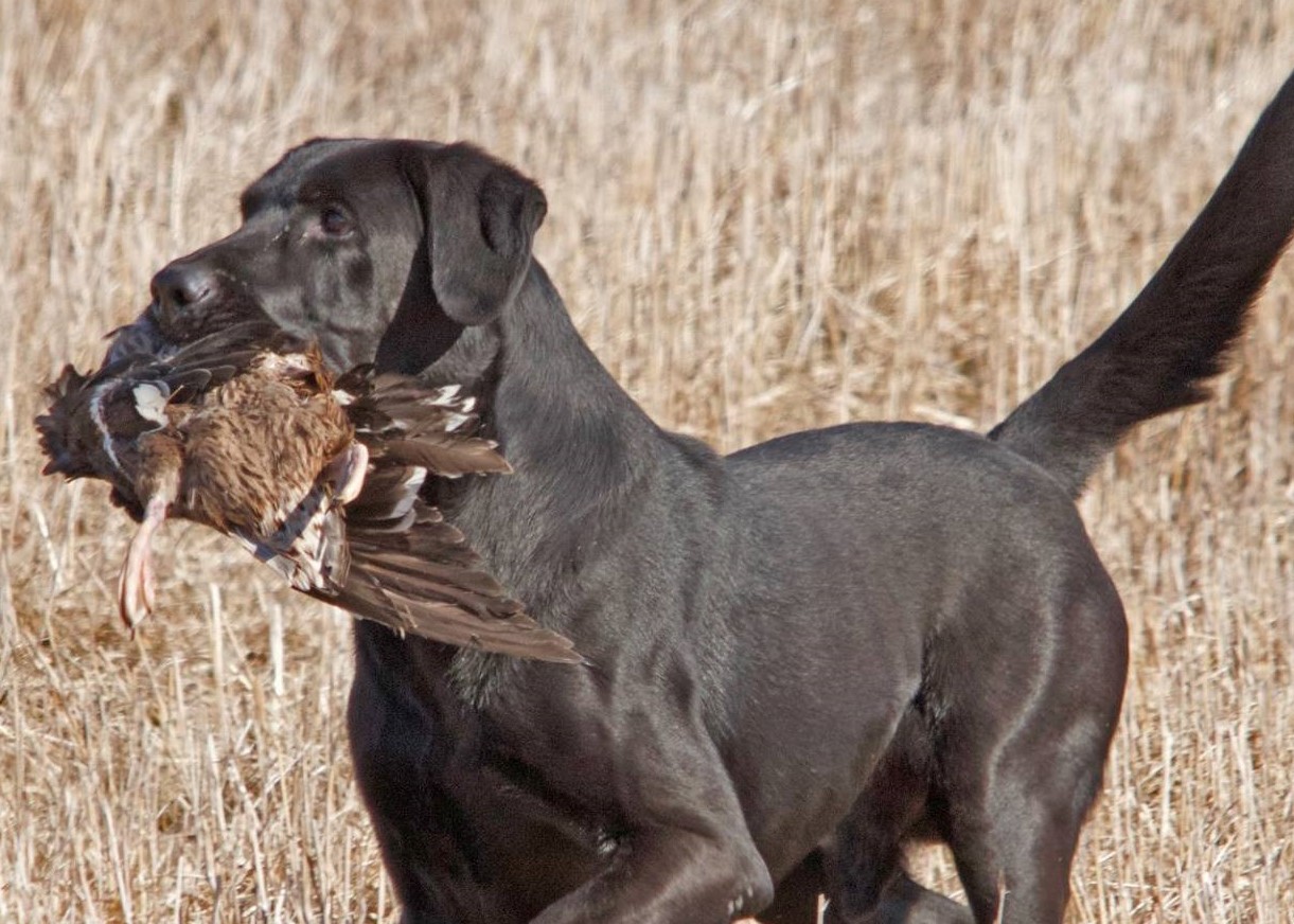 HRCH-UH  WR Dakota Creek's Wreaking Havoc SH | Black Labrador Retriver