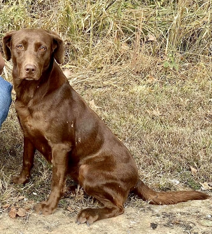 HRCH UH Dr Goose's Last Call Java MH | Chocolate Labrador Retriver