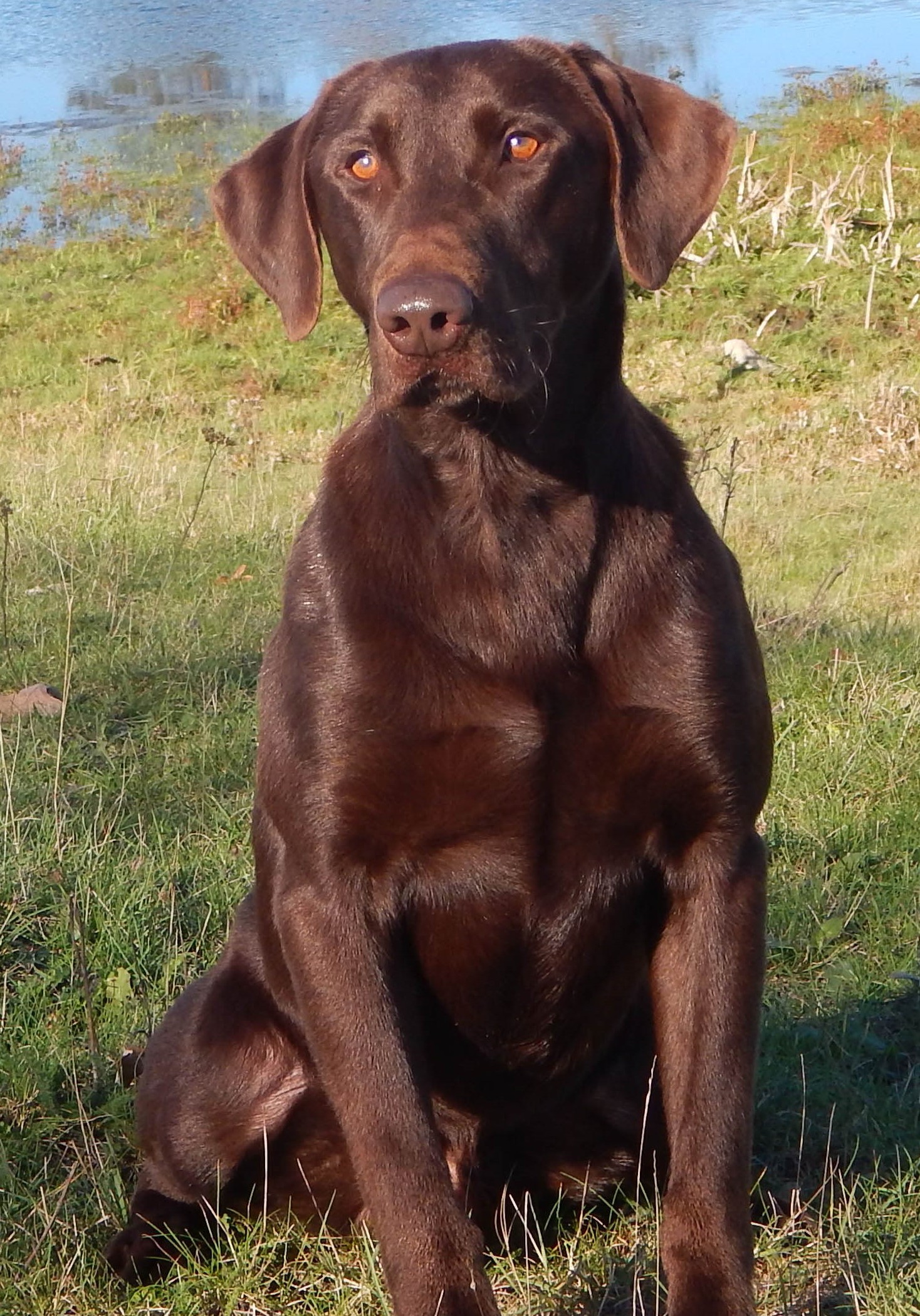 Birddog's Way-Da-Go Yogi SH MH | Chocolate Labrador Retriver