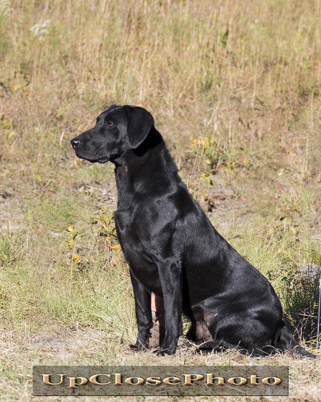 GRHRCH(4) TFK'S Head Man In Charge MH21-MNH | Black Labrador Retriver