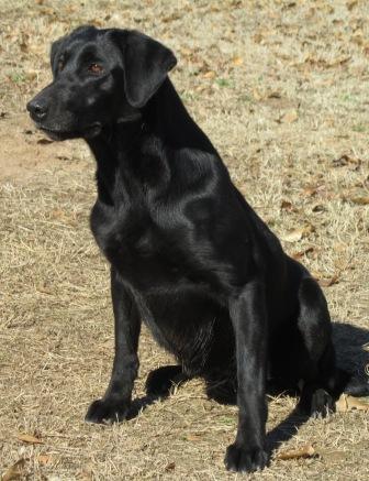 Landrys Vermillion Pearl | Black Labrador Retriver