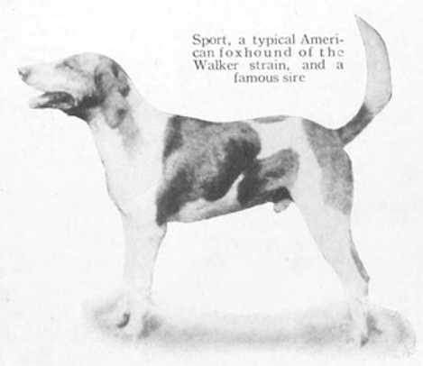 Sport (~1920) (Walker Strain) | American Foxhound 