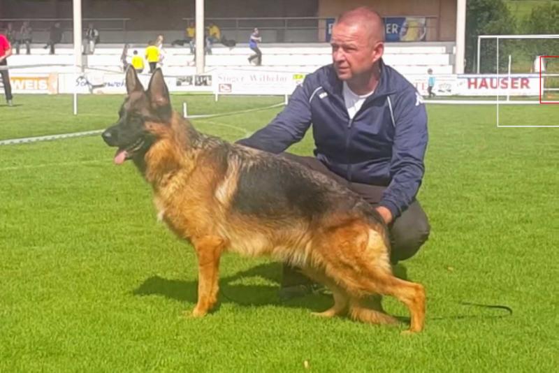 Loga vom Hrist-Hund | German Shepherd Dog 