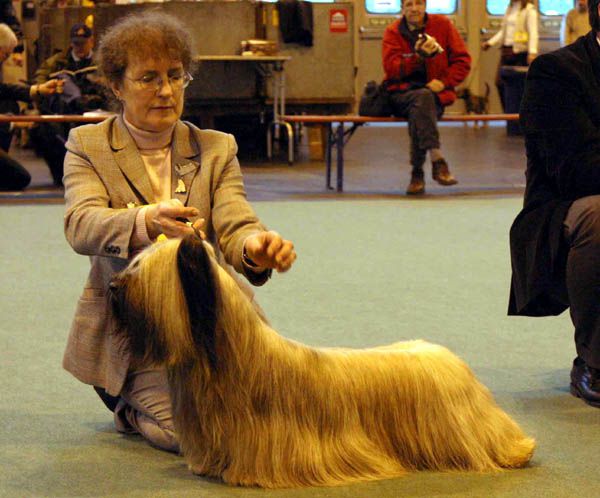 Shades Of Gold Of Morningsky | Skye Terrier 