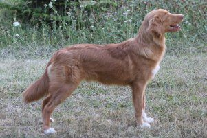 DUCKINSON PLAYING IN THE SAND | Nova Scotia Duck Tolling Retriever 