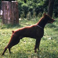 Arne v. Estetal | Brown Doberman Pinscher