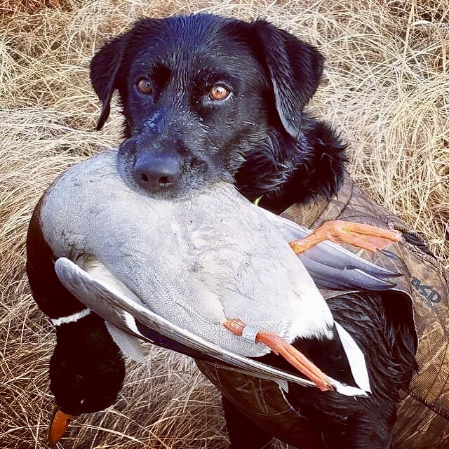 HRCH FowlMasters Halle Bear MH MNR | Black Labrador Retriver