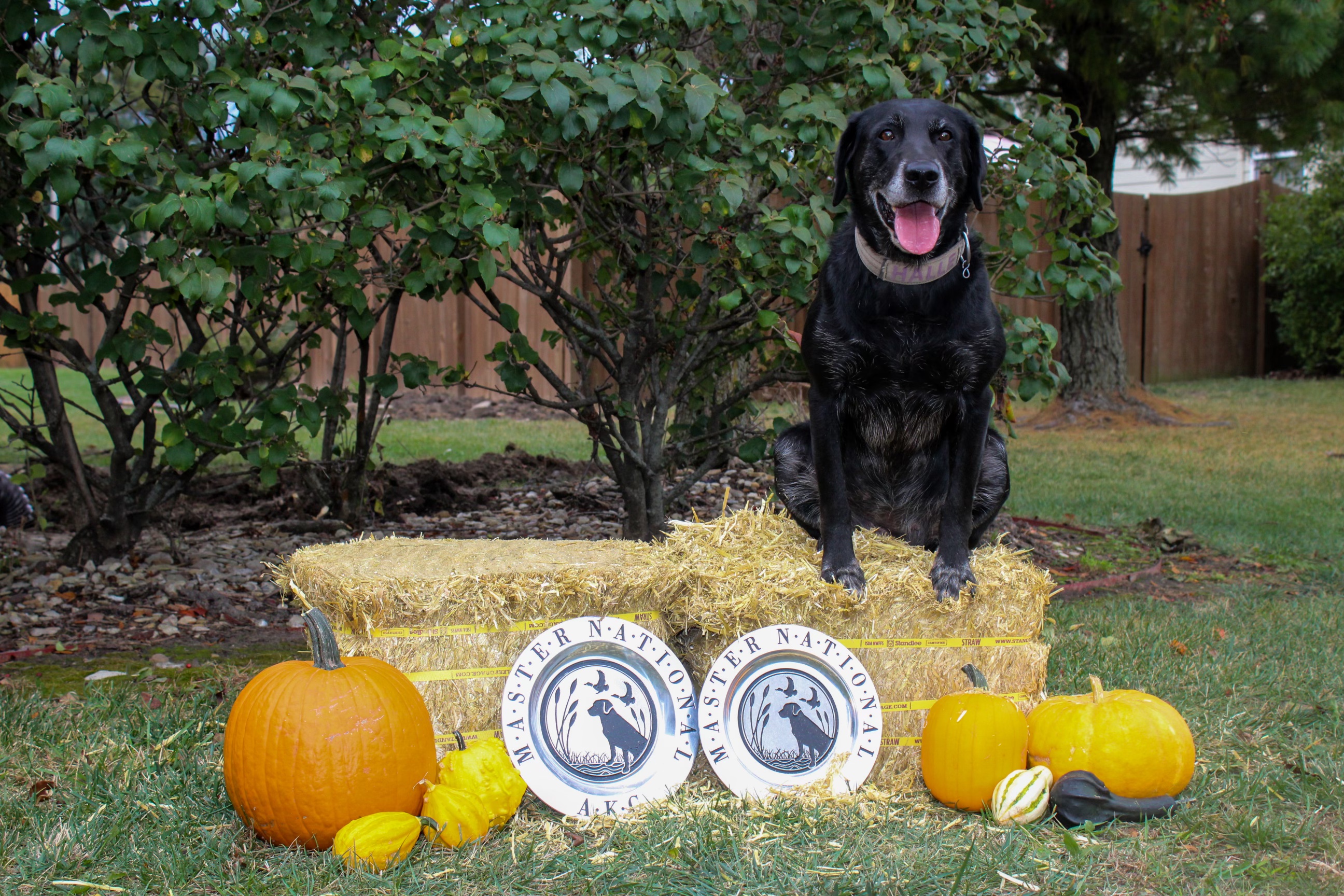 HRCH FowlMasters Halle Bear MH MNR | Black Labrador Retriver