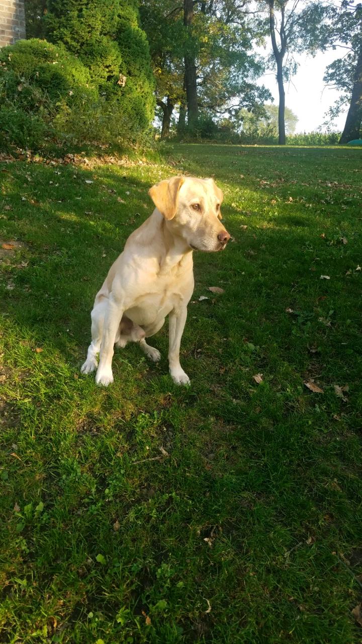 Peterson's Take A Risk SH | Yellow Labrador Retriver