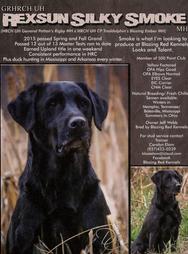 GRHRCH UH Rexsun Silky Smoke MH | Black Labrador Retriver