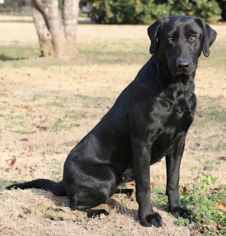 HRCH  UH Firedup Troubador's Jazz Time | Black Labrador Retriver