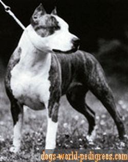 RedSky's Cana Kickas | American Staffordshire Terrier 