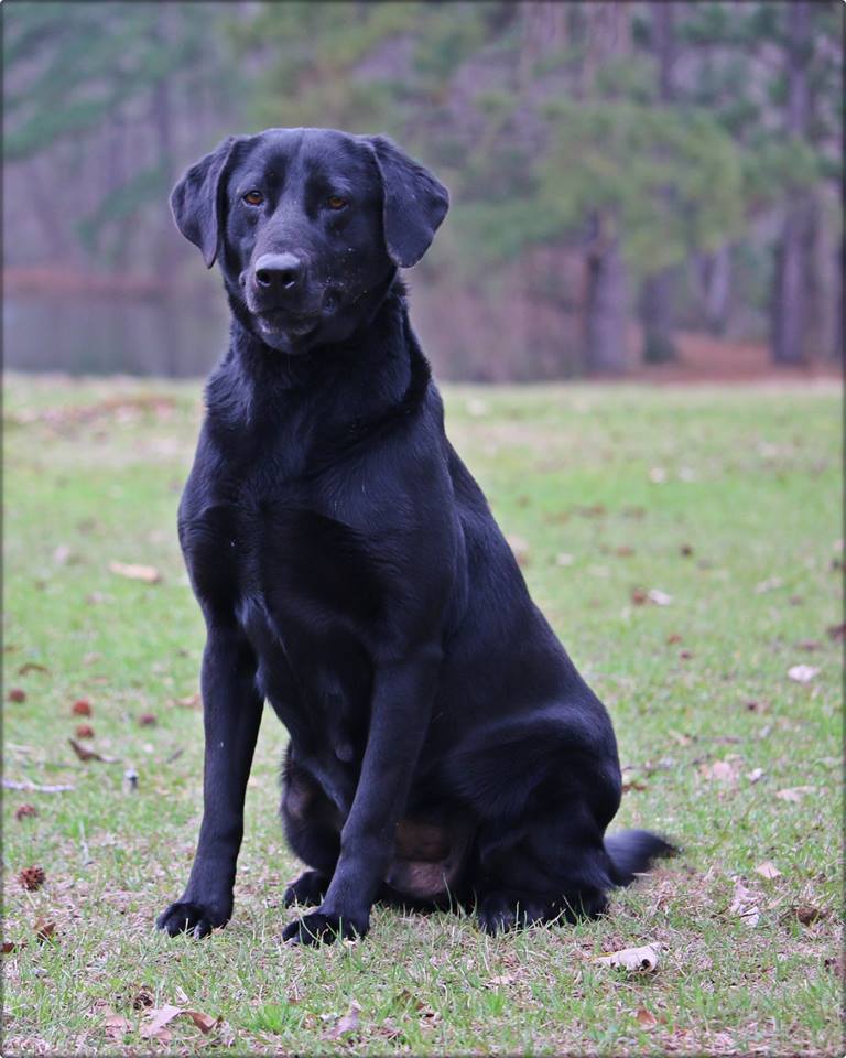 SBR Ahoy to Dream High | Black Labrador Retriver