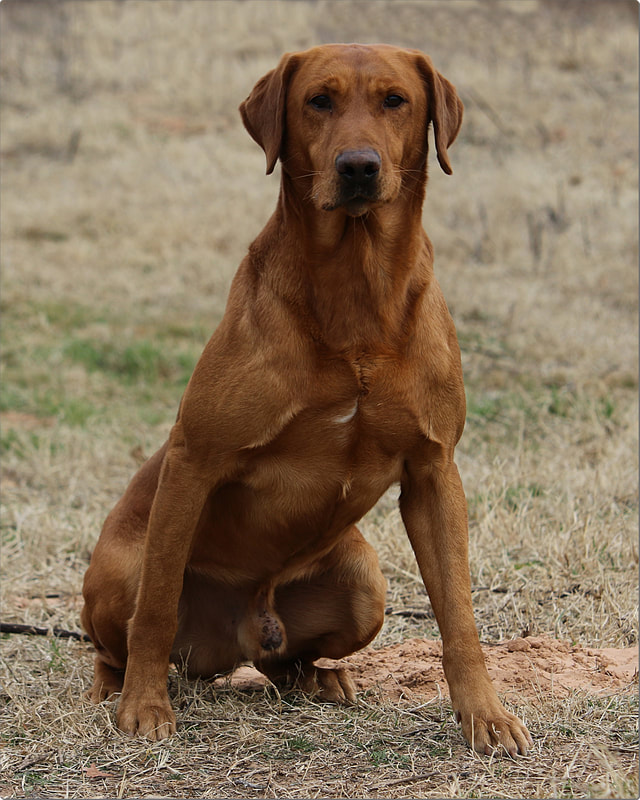 HRCH  Washita's Lone Ranger MH MNR | Yellow Labrador Retriver