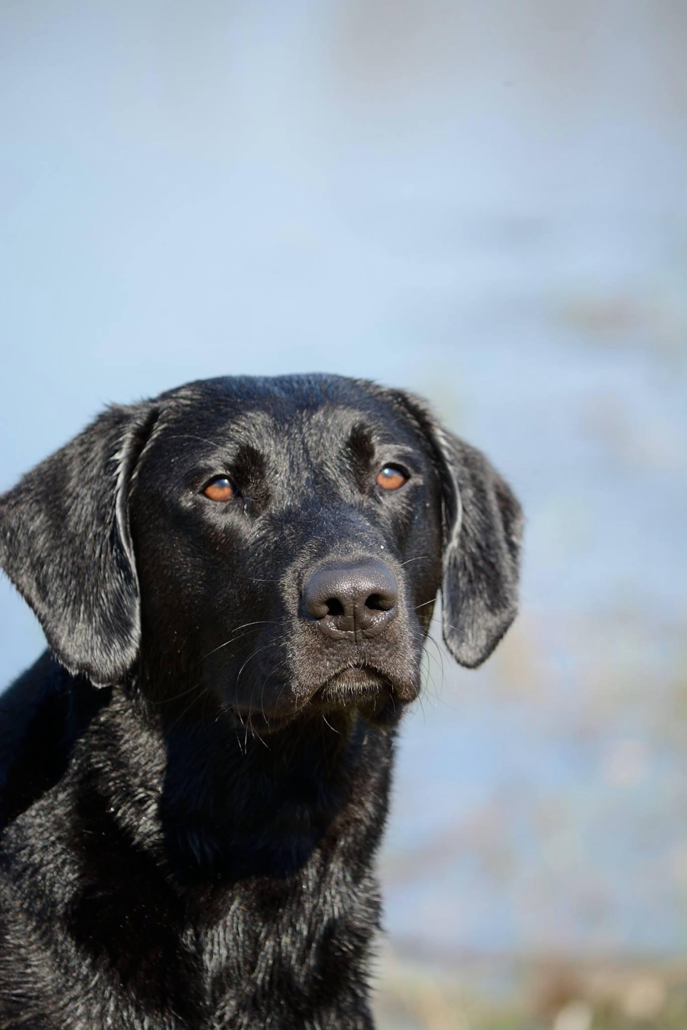 AFC Docheno's Stray Tracer | Black Labrador Retriver