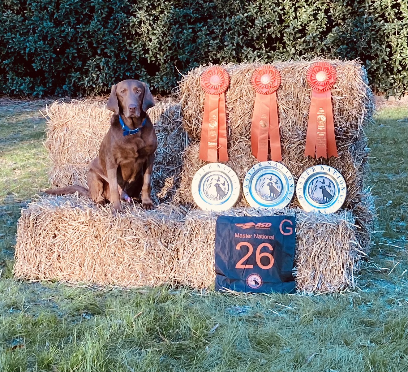 Lcr's I Hear Ya Hoss MH65 MNH | Chocolate Labrador Retriver