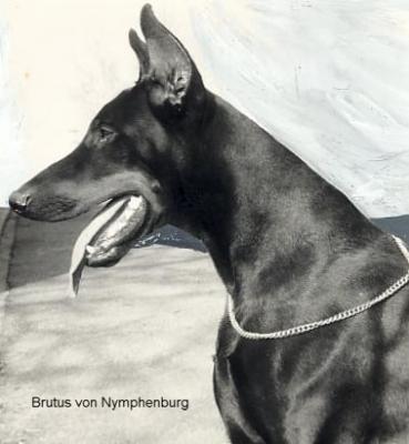 Brutus v. Nymphenburg | Black Doberman Pinscher