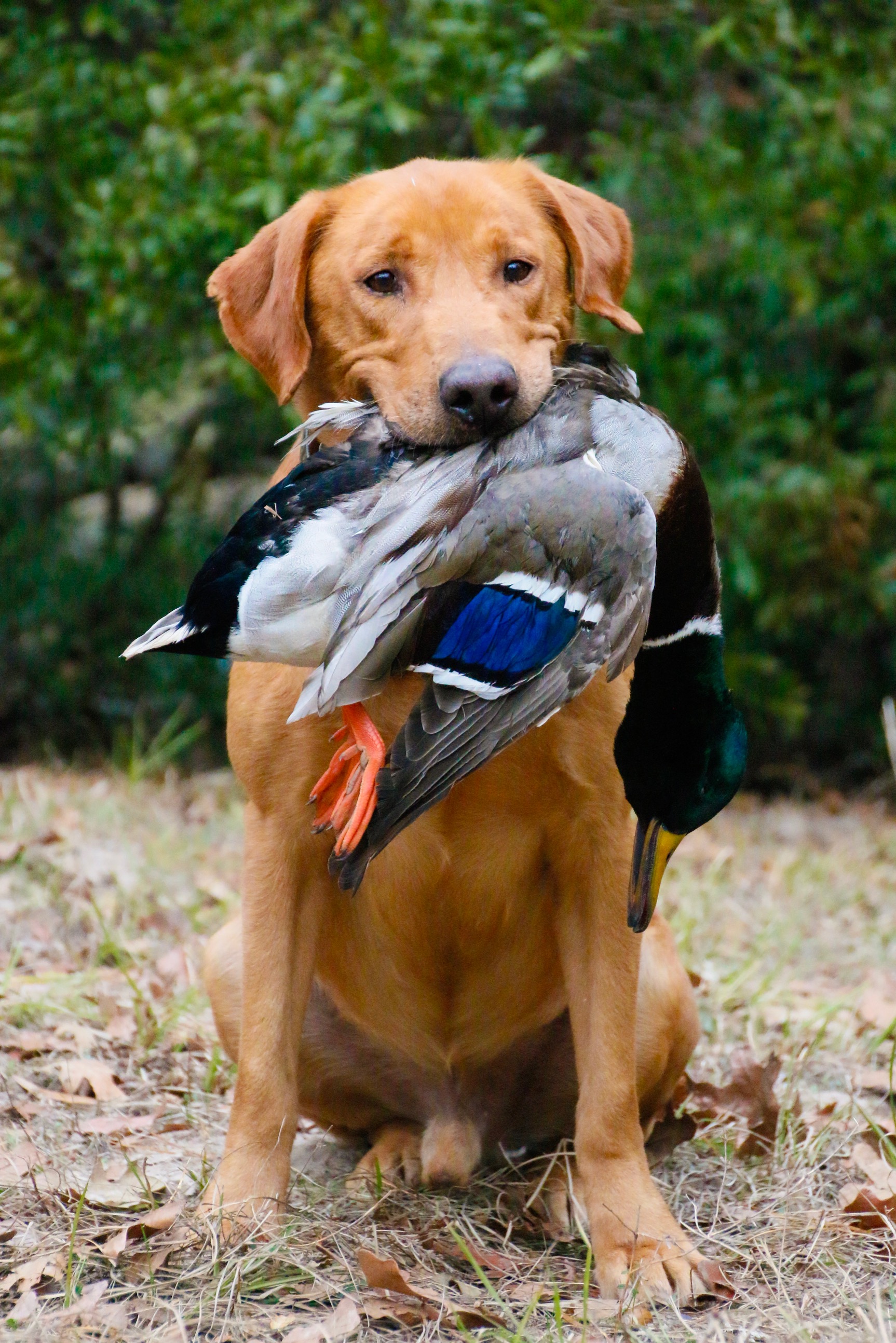 HRCH Scott's Warlord Of Opus SH | Yellow Labrador Retriver