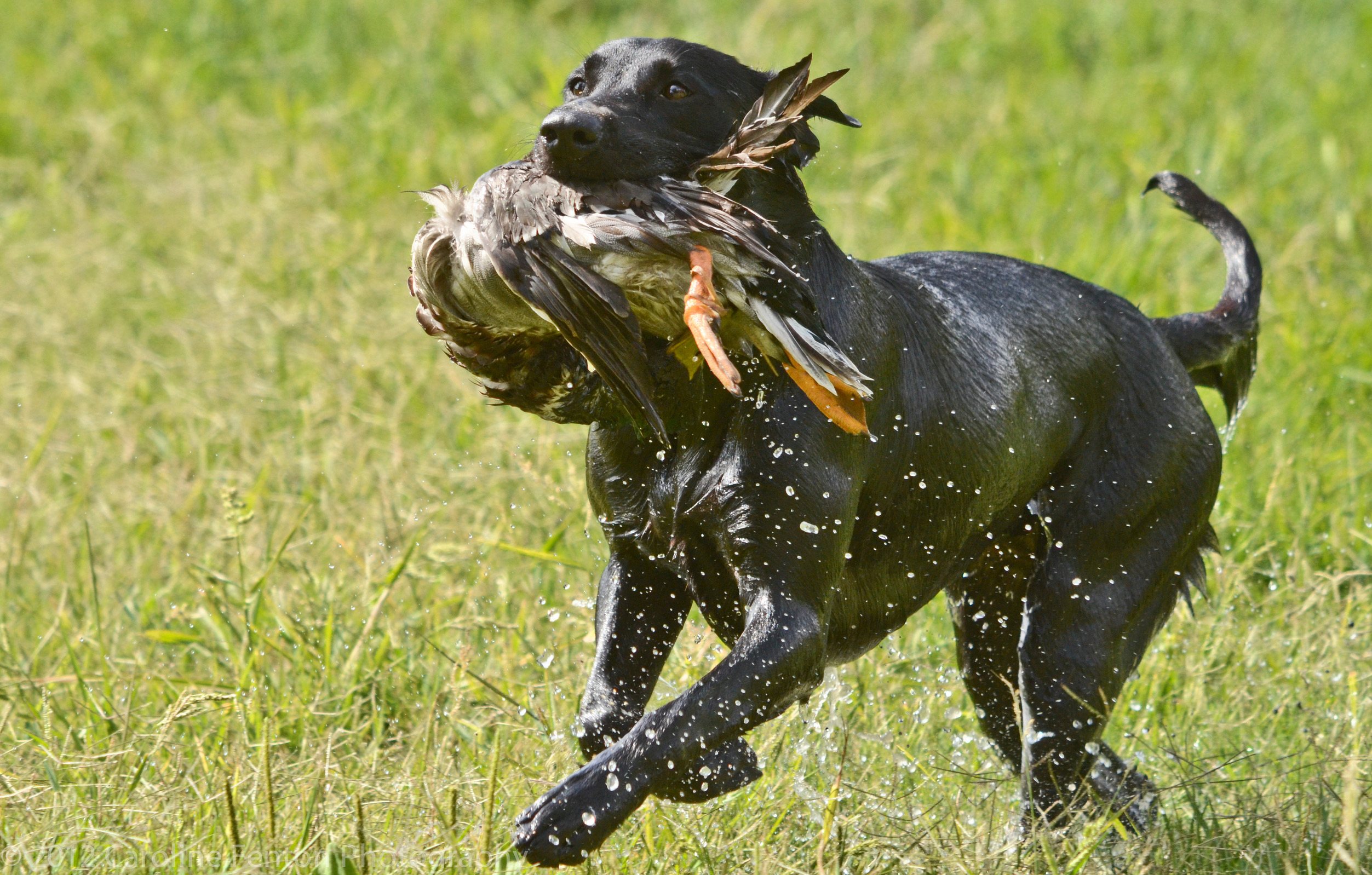 MHR-I HRCH Dreammeyer Call Down The Thunder MH QAA | Black Labrador Retriver