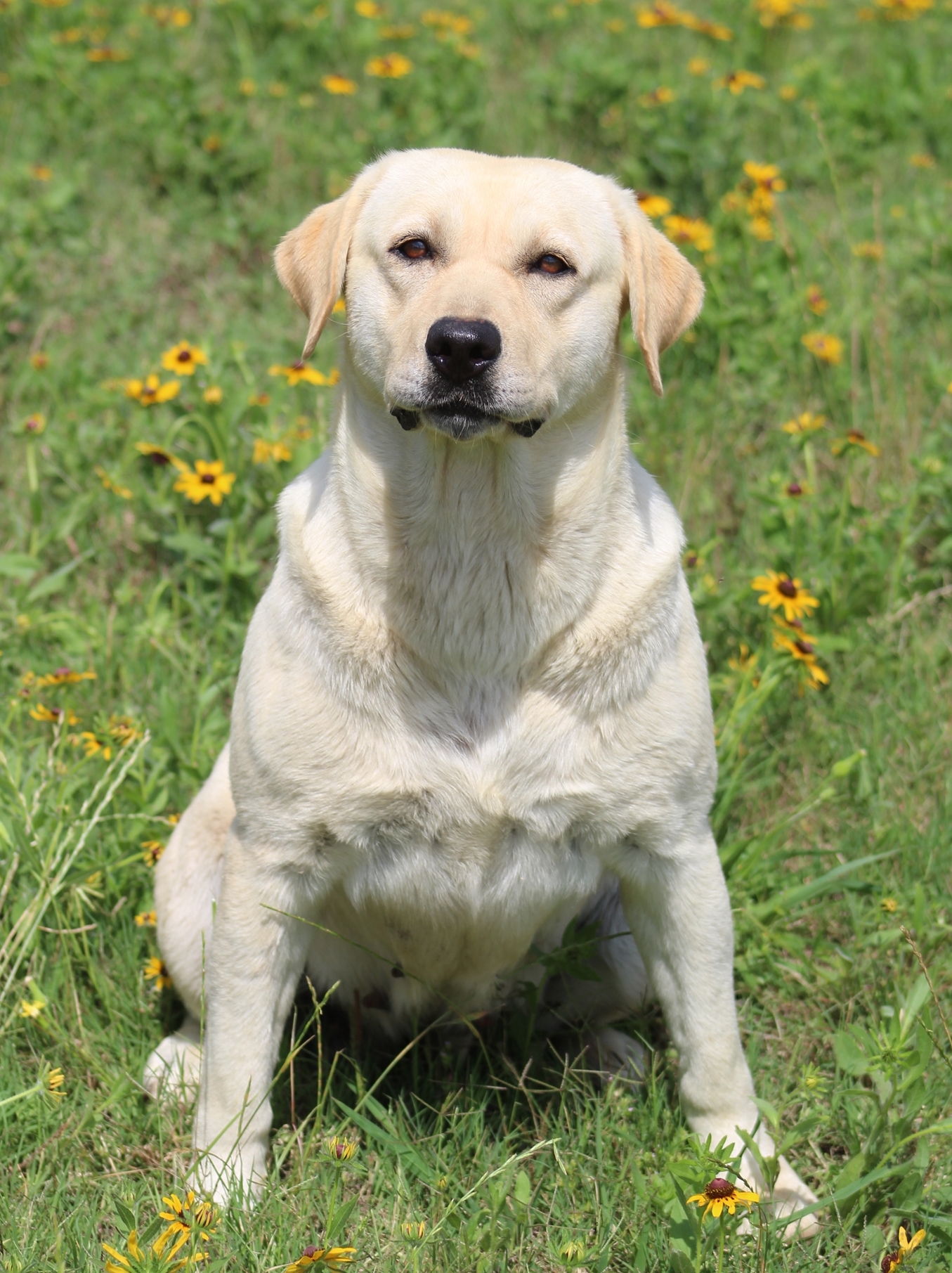 SHR Spanglish's Mountain Peak | Yellow Labrador Retriver