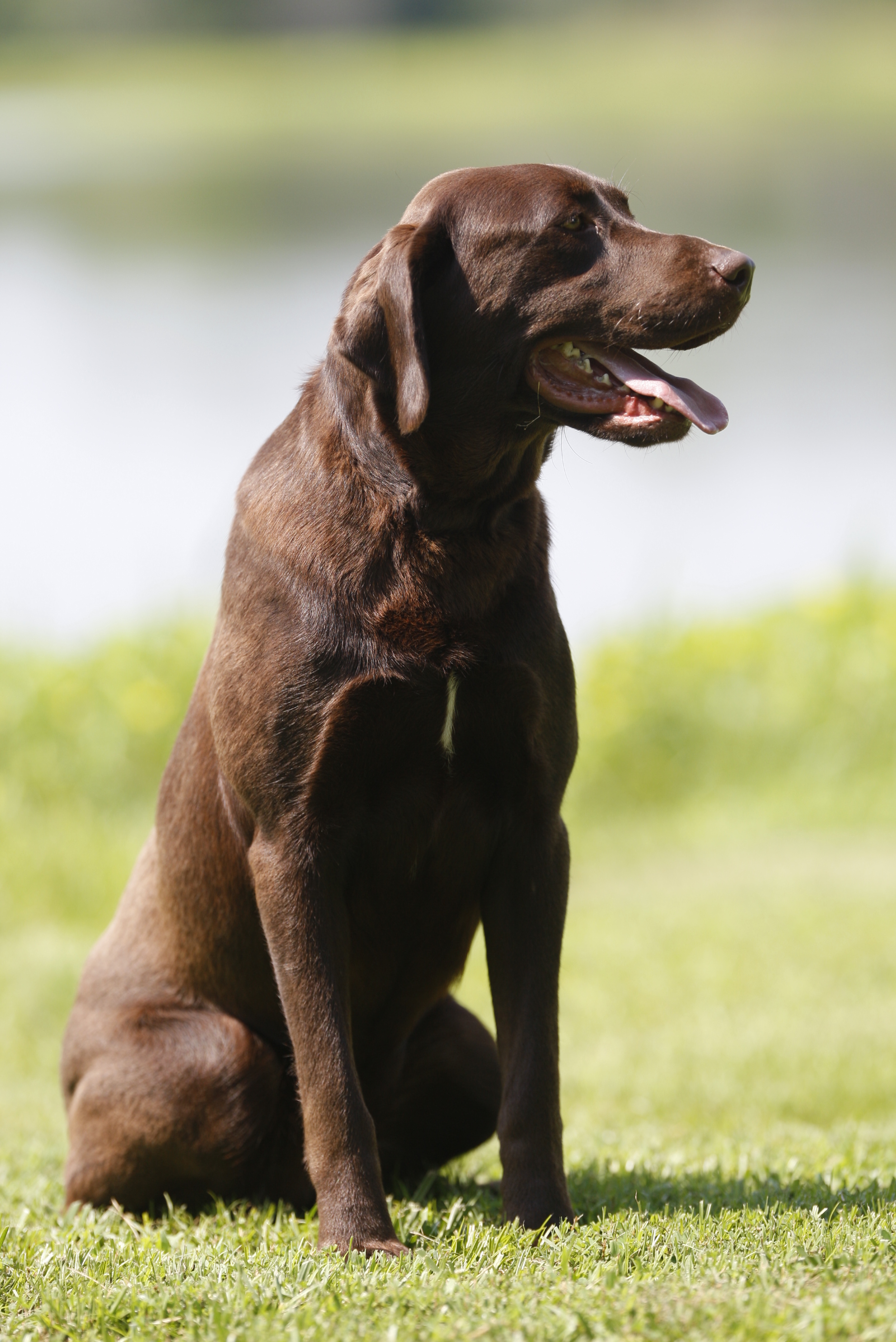 SHR Harness Creek's Blazin Baby Blue Roux | Chocolate Labrador Retriver