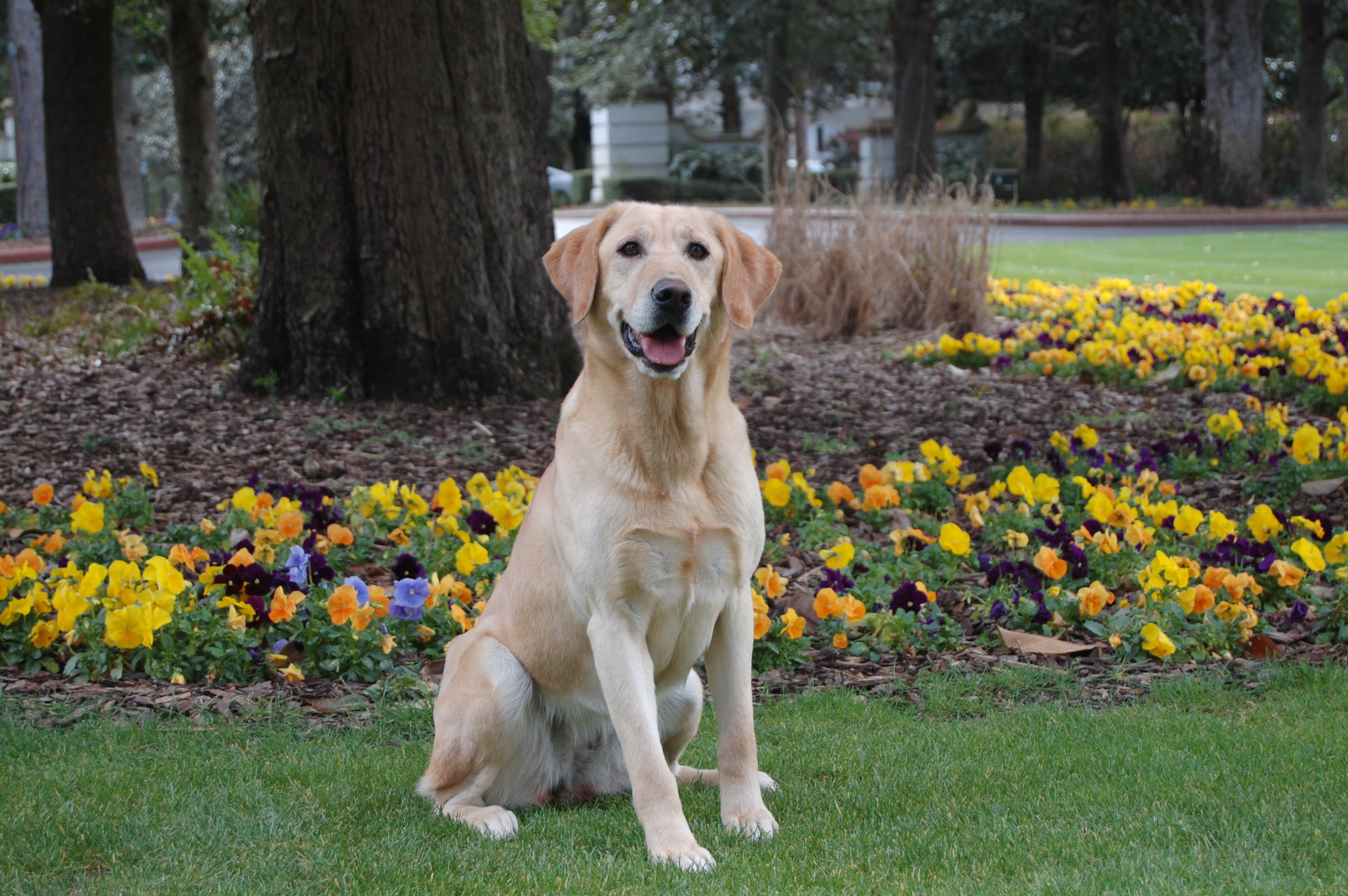 Candlewood's Carolina Attitude MH | Yellow Labrador Retriver