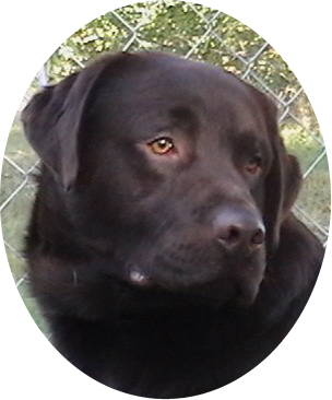 Carlsons Mounds Bar | Chocolate Labrador Retriver