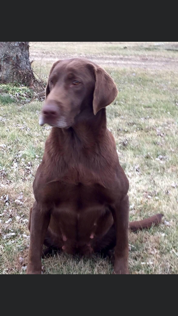 HRCH Hardy Lakes Call Of The Wild | Chocolate Labrador Retriver