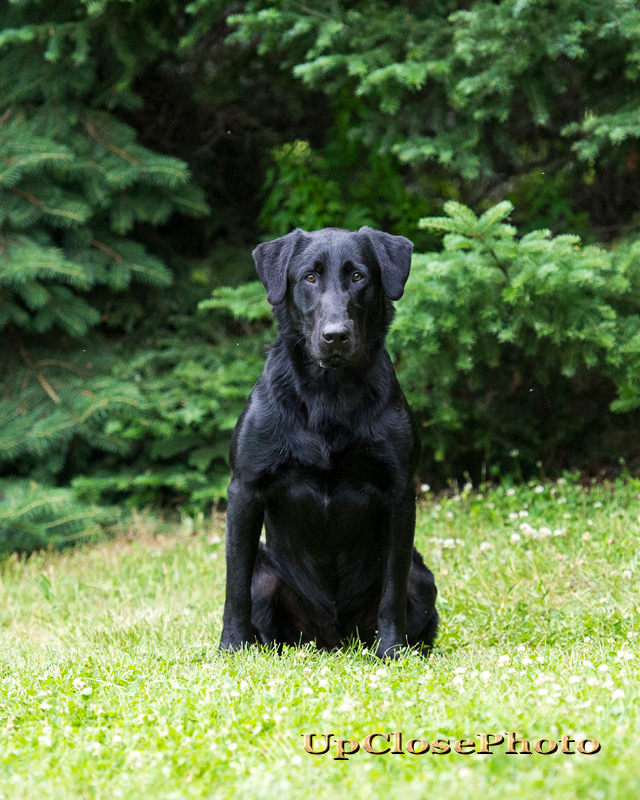 FC AFC Hockley Creek's Switch Hitter | Black Labrador Retriver