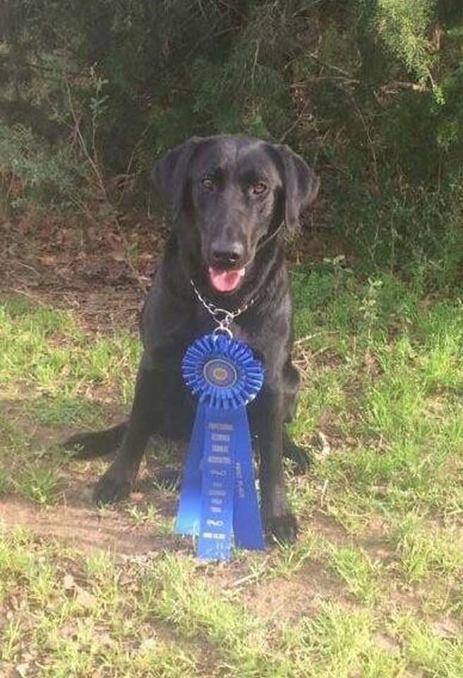 CFC-CAFC Duckwaters Waltz Across Texas MH*** | Black Labrador Retriver