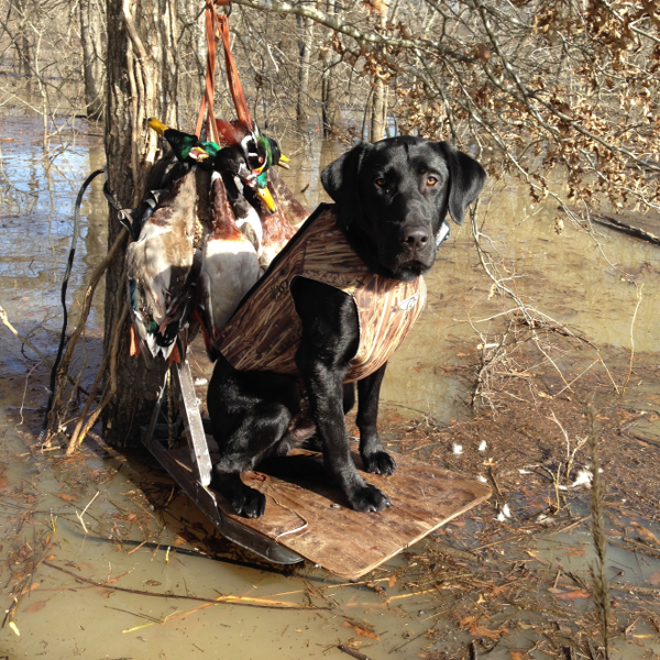 Locked 'n' Loaded Shangri La MH | Black Labrador Retriver