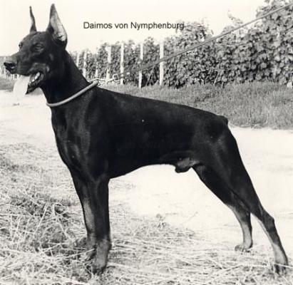 Daimos v. Nymphenburg | Black Doberman Pinscher