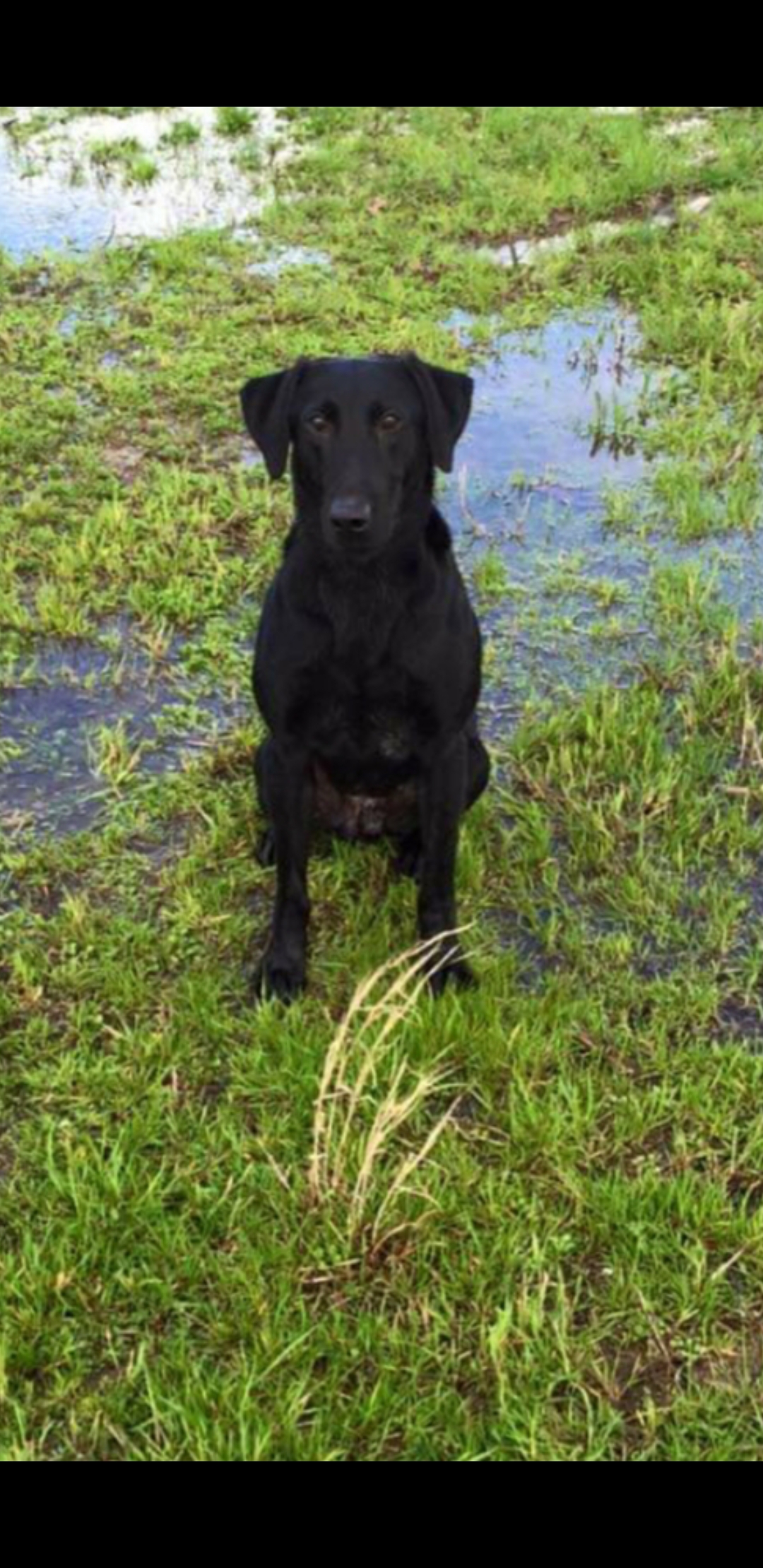 HRCH AJTOP Pride of Texas Boss | Black Labrador Retriver