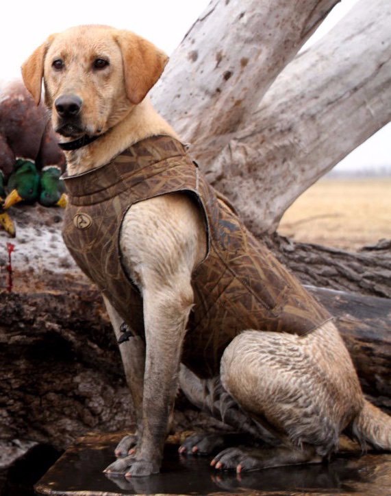 HRCH Schlueter Top Grade Red Light Gal | Yellow Labrador Retriver